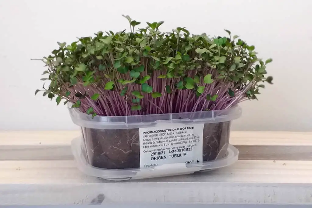 Alternative Containers for Growing Microgreens Microgreens in a food plastic container