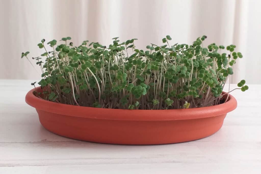 Alternative Containers for Growing Microgreens Microgreens in a plant saucer