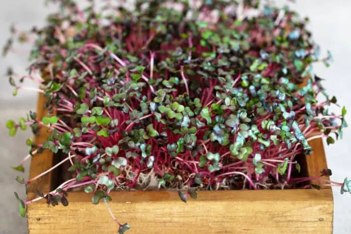 Red Cabbage Microgreens in a wooden tray