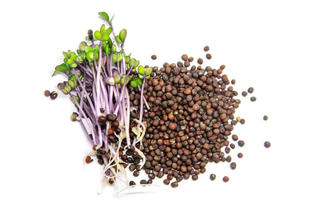 Red cabbage microgreens and seeds