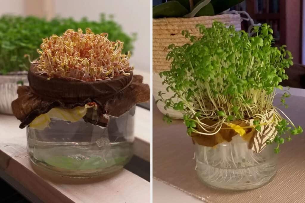 Microgreens growing in a glass jar