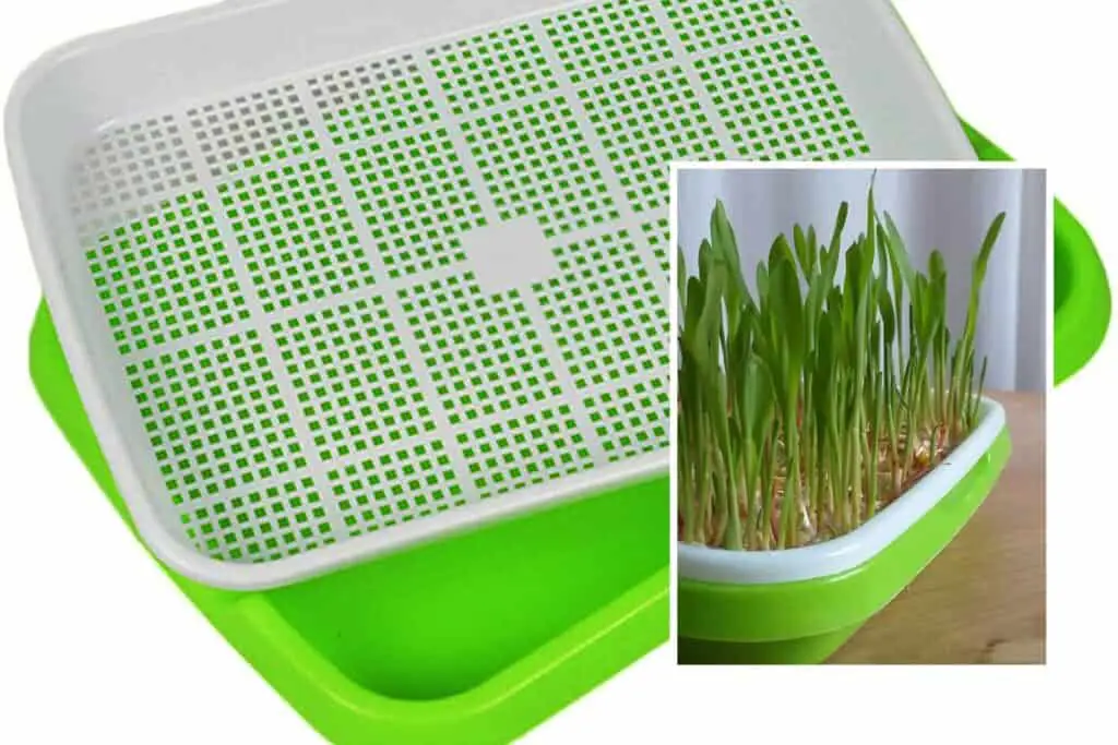 Green and white sprouter tray