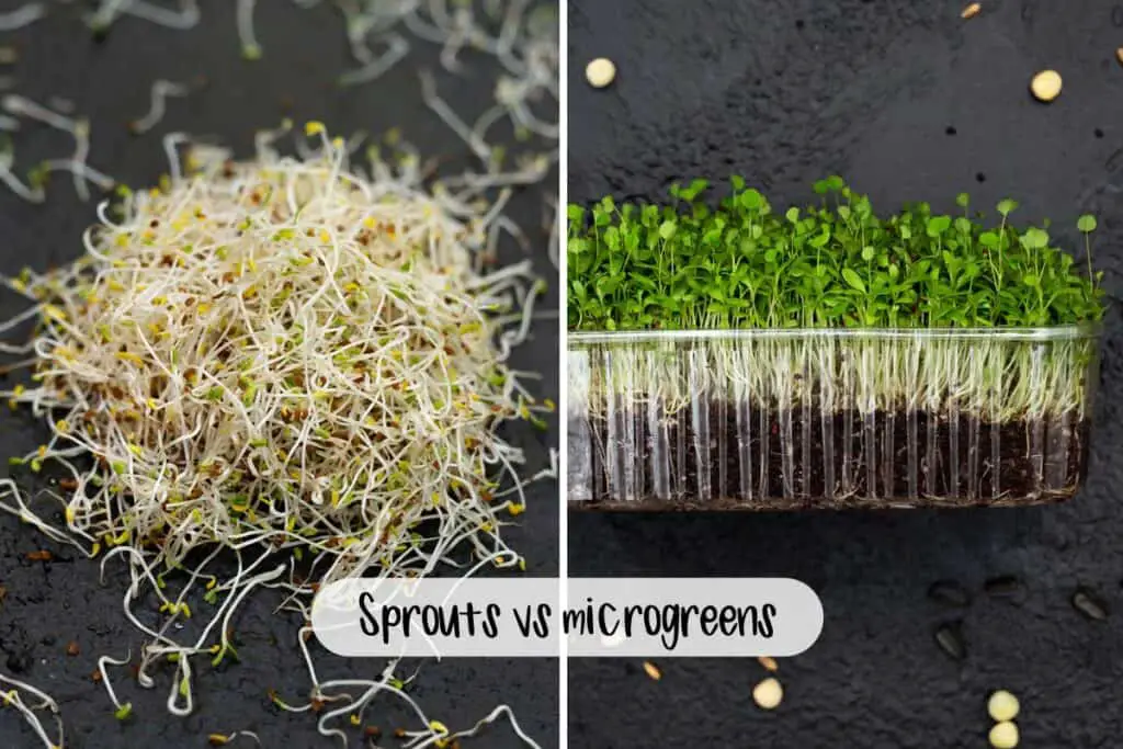 Alfalfa seeds sprouted next to full grown microgreens