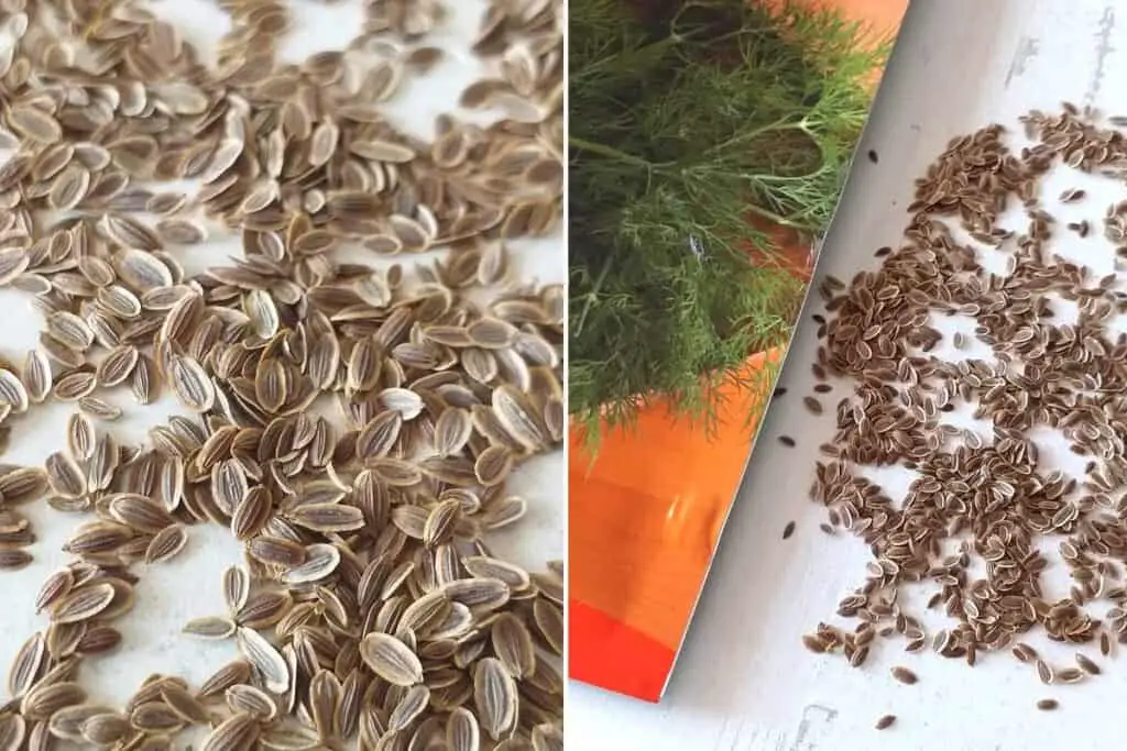 Dill microgreens seeds on a white table