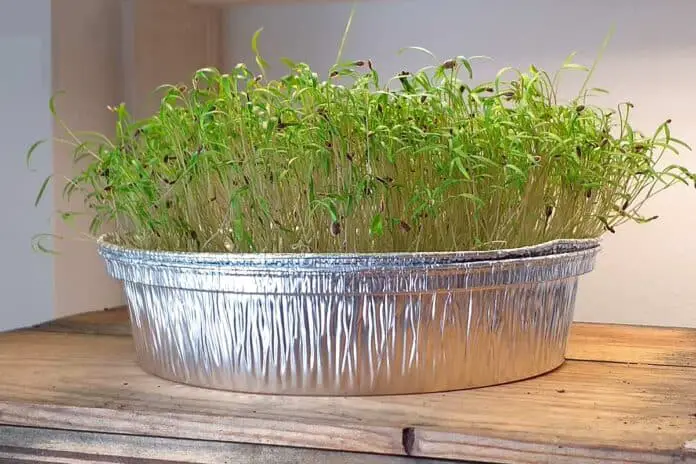 Dill microgreens in a tin foil container