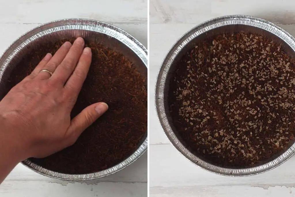 Aluminium pie containers with soil and dill seeds