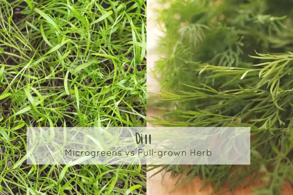 Dill microgreens and full grown dill next to each other