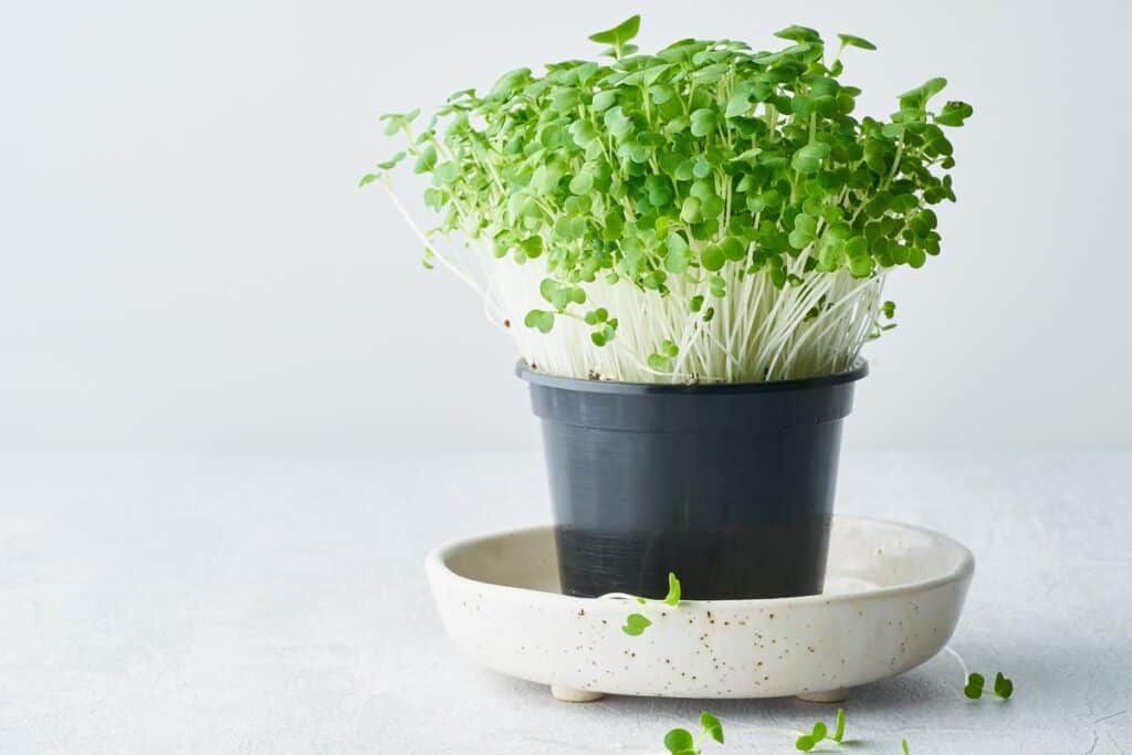 Pak Choi microgreen in a plastic container on a table