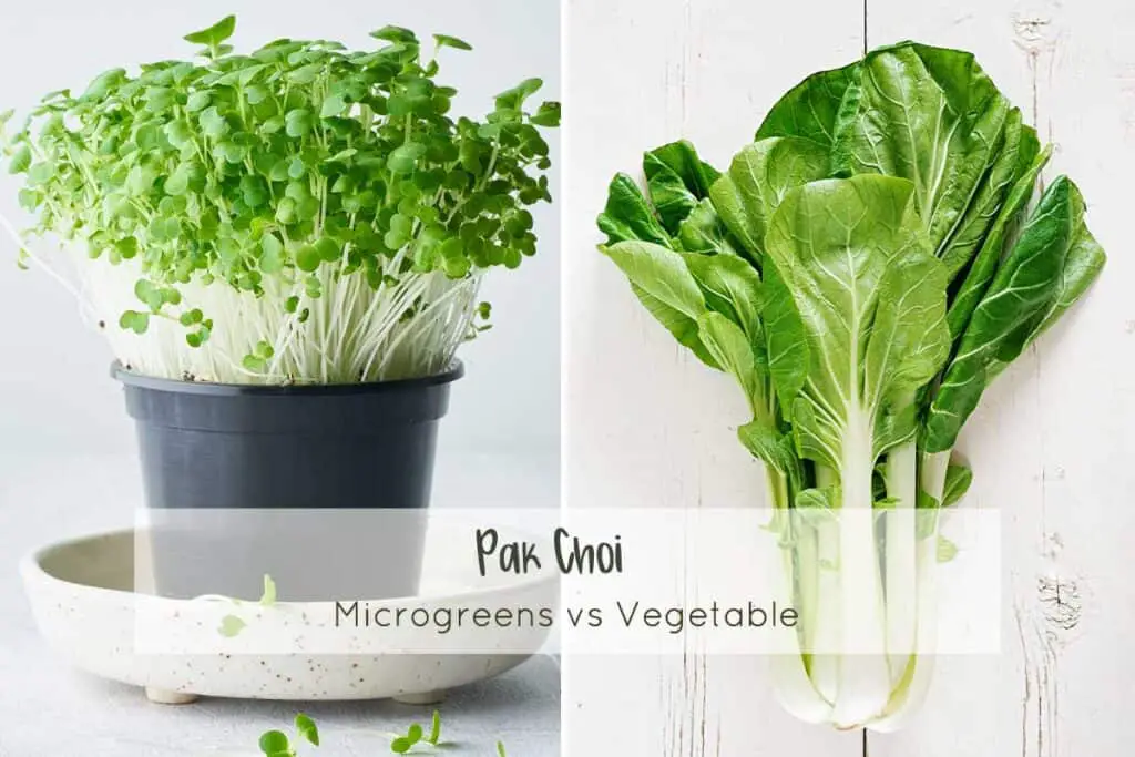 Pak Choi microgreens vs. the full grown vegetable