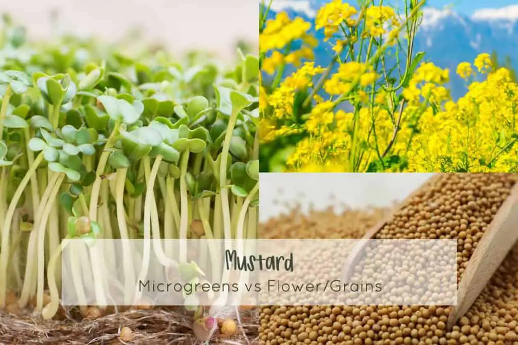 Mustard microgreens vs grains and full grown flower