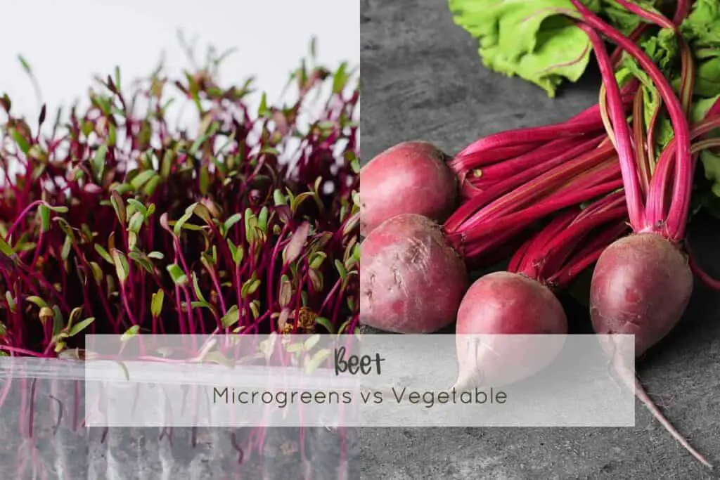 A split image of both beet microgreens and the full grown vegetable