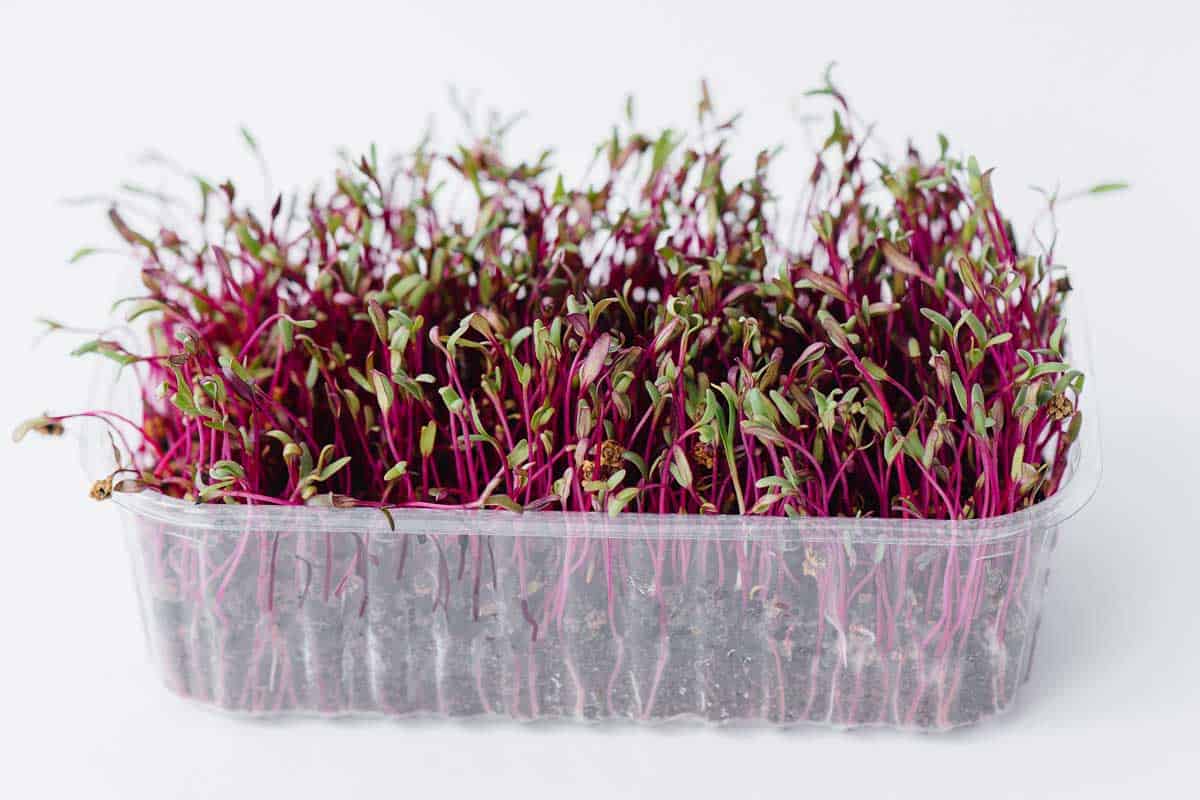 Beet microgreens in a plastic container