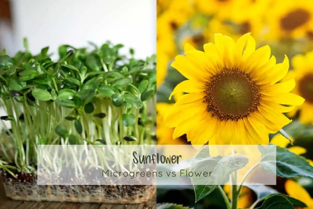 Sunflower microgreens vs the Sunflower as plant