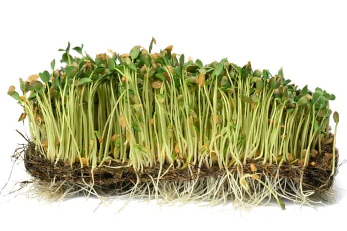 Flax microgreens