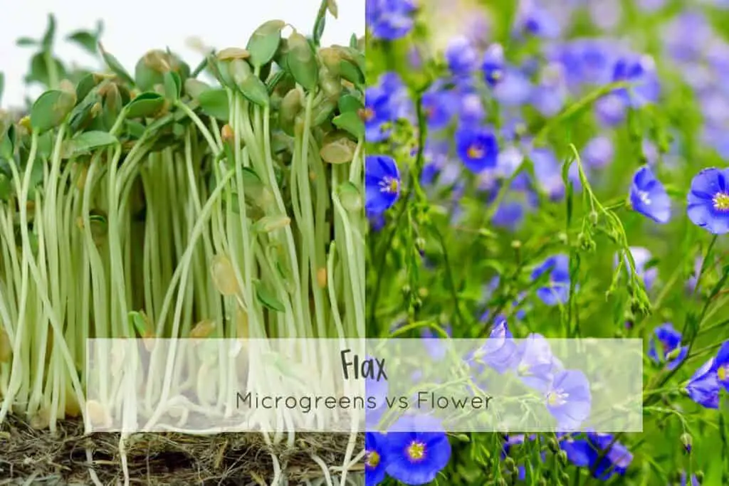 Flax microgreens and full grown flower