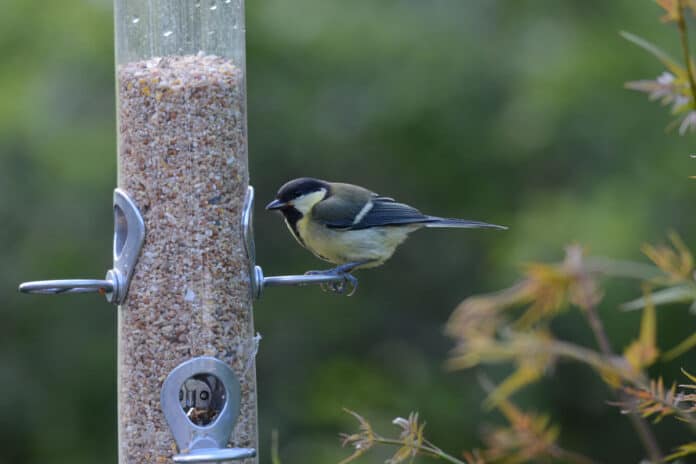 A small bird sitting at a bird feeder