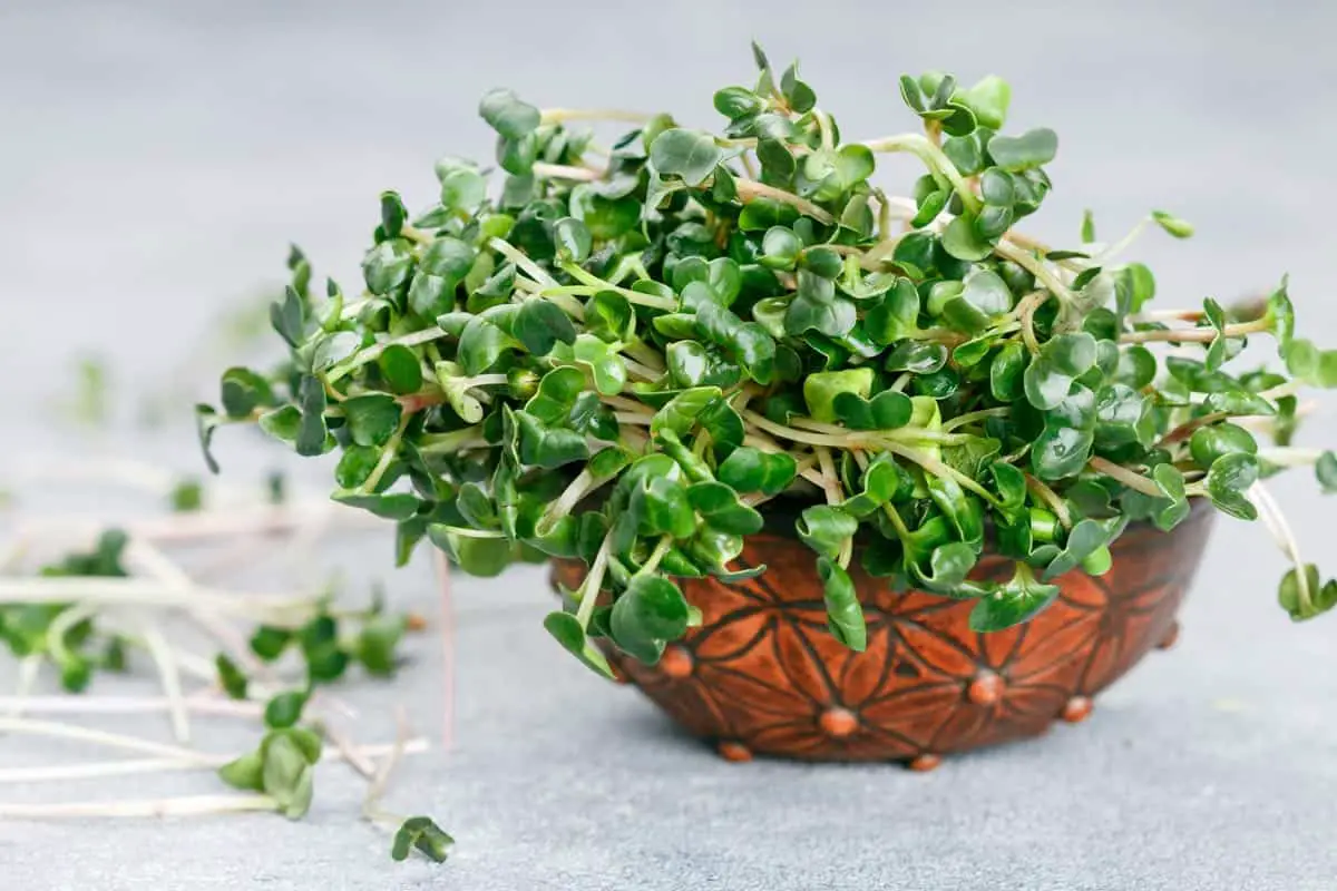 Radish microgreens in a bowl