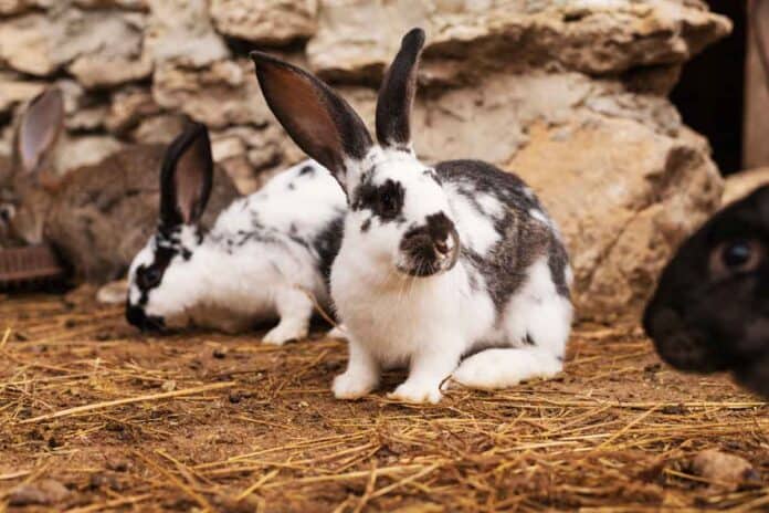 Two white and grey rabbits on the ground