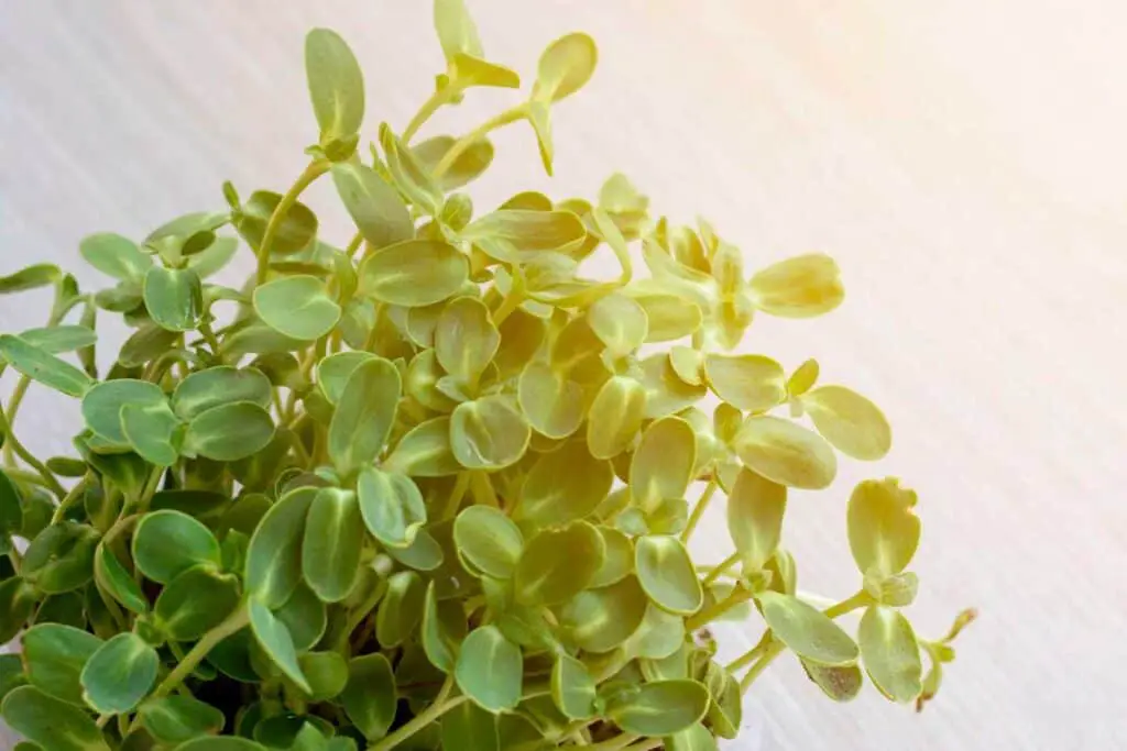 Closeup of sunflower microgreens