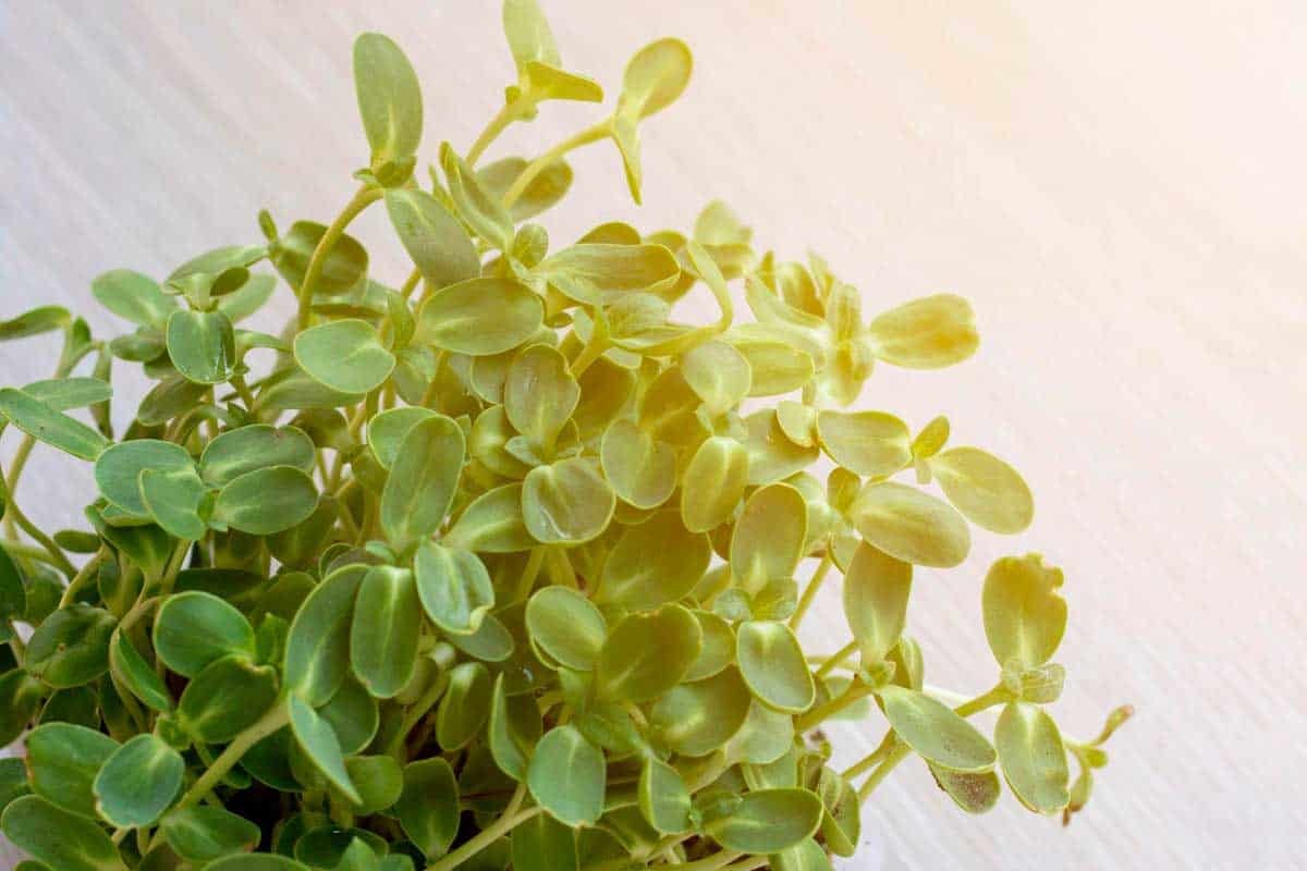 Closeup of sunflower microgreens