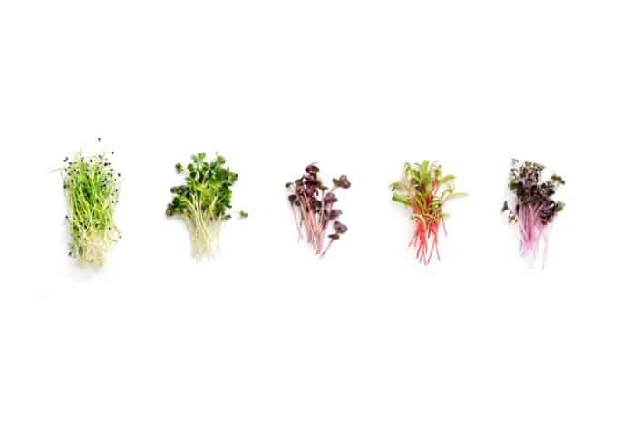 Various microgreens on a white background