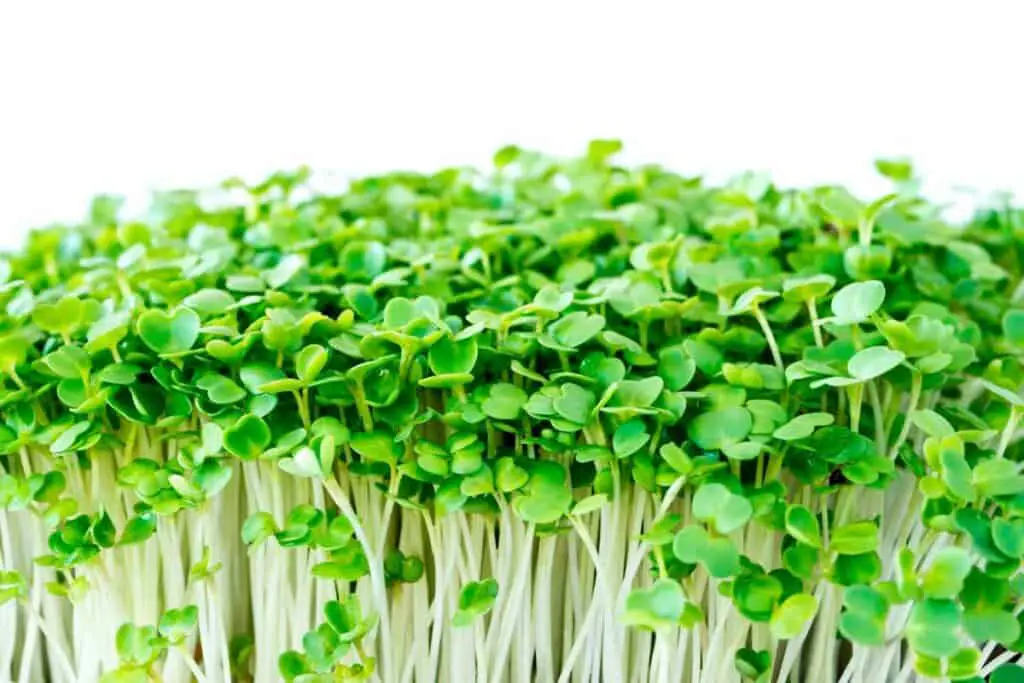 Close up image of arugula microgreens