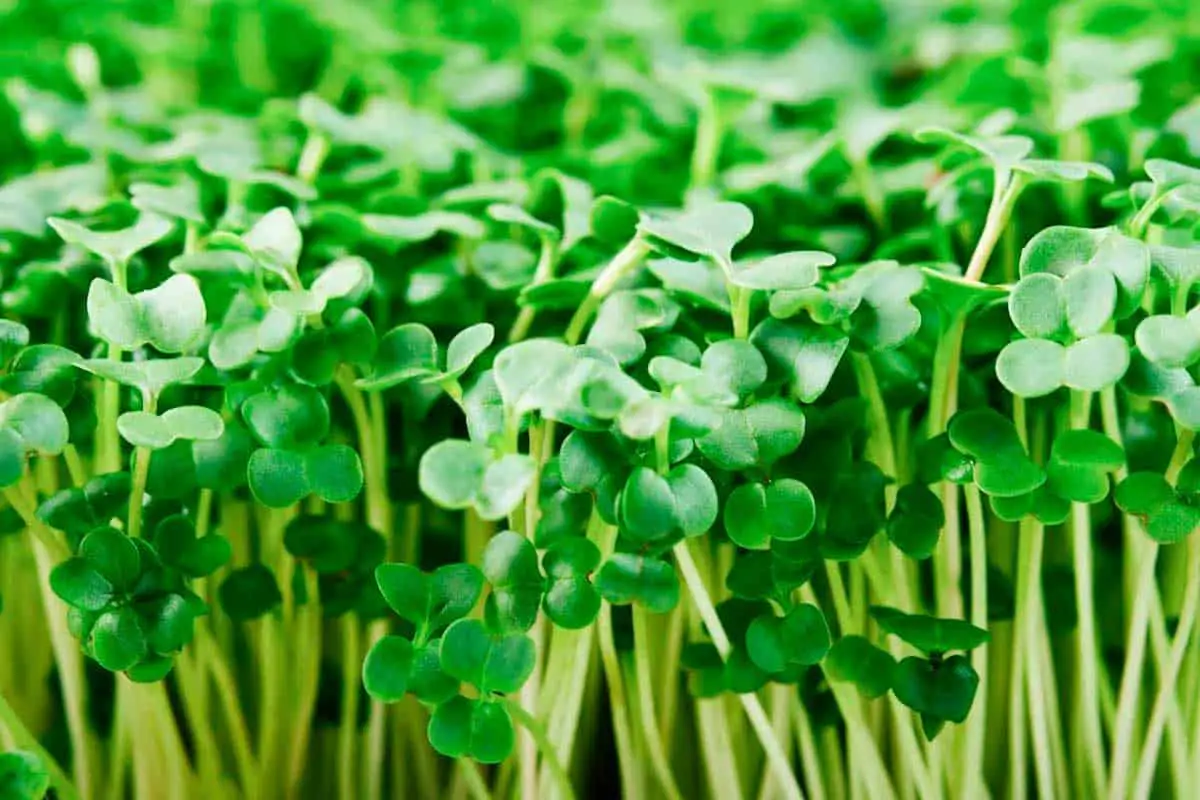Closeup of broccoli microgreens