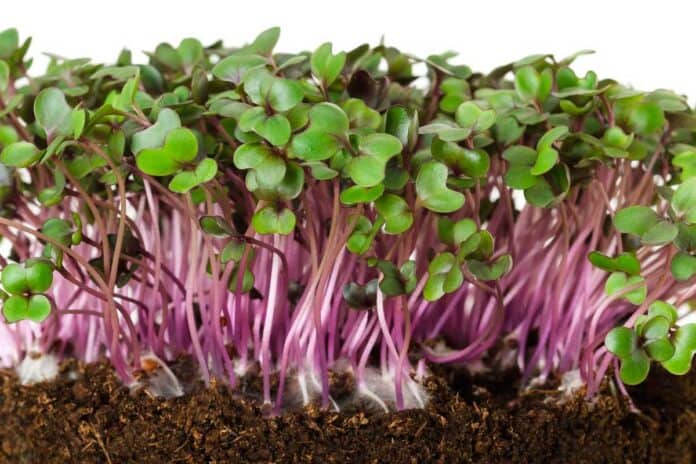 Close up image of cabbage microgreens