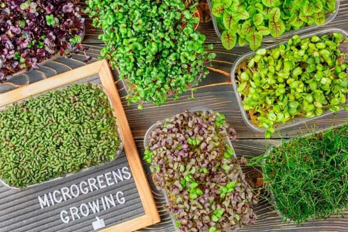 Various microgreens on a wooden table
