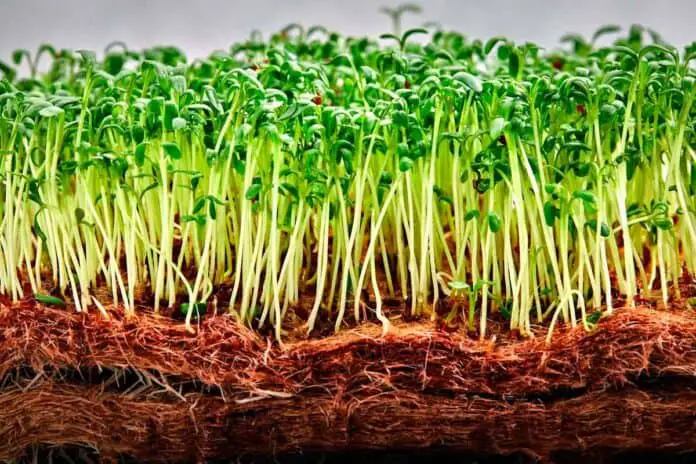 A closeup of microgreens and their roots