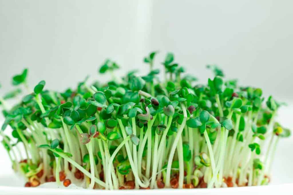 Close up image of mustard microgreens