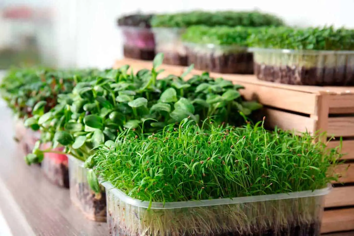 Various microgreens on a table