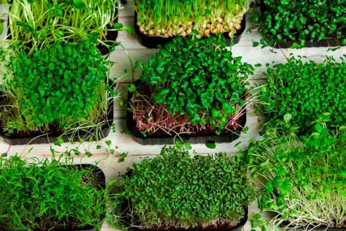 Various microgreens on a table