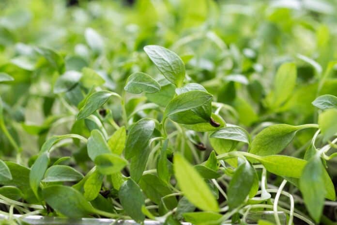 A close up image of parsley microgreens