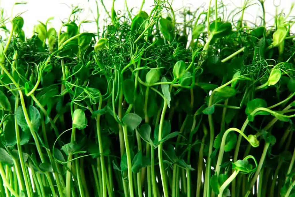 Close up image of Pea microgreens