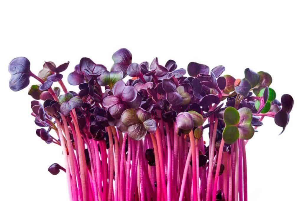 Close up image of radish microgreen