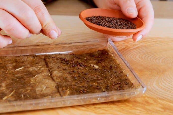 A hand adding seeds on a growing mat