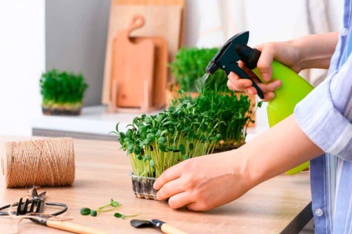 A person misting microgreens