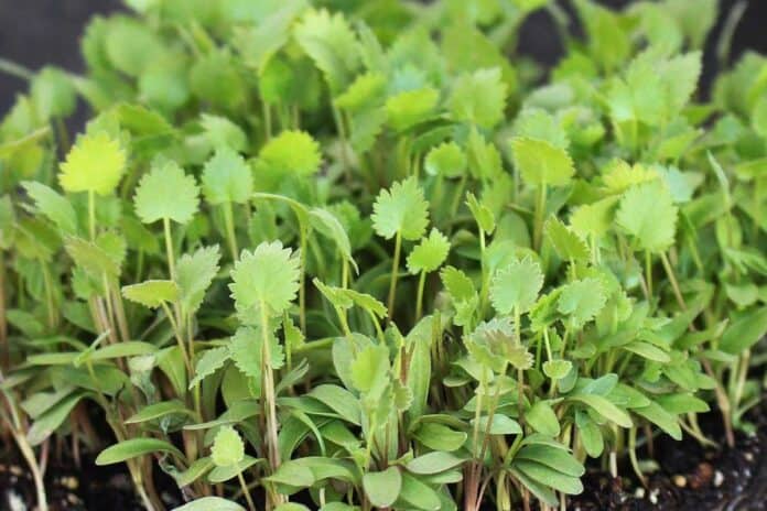 Close up of anise microgreens