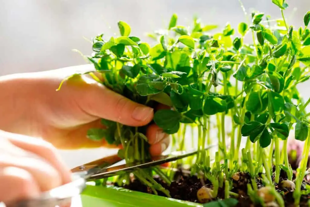 Pea microgreens being cut with scissors