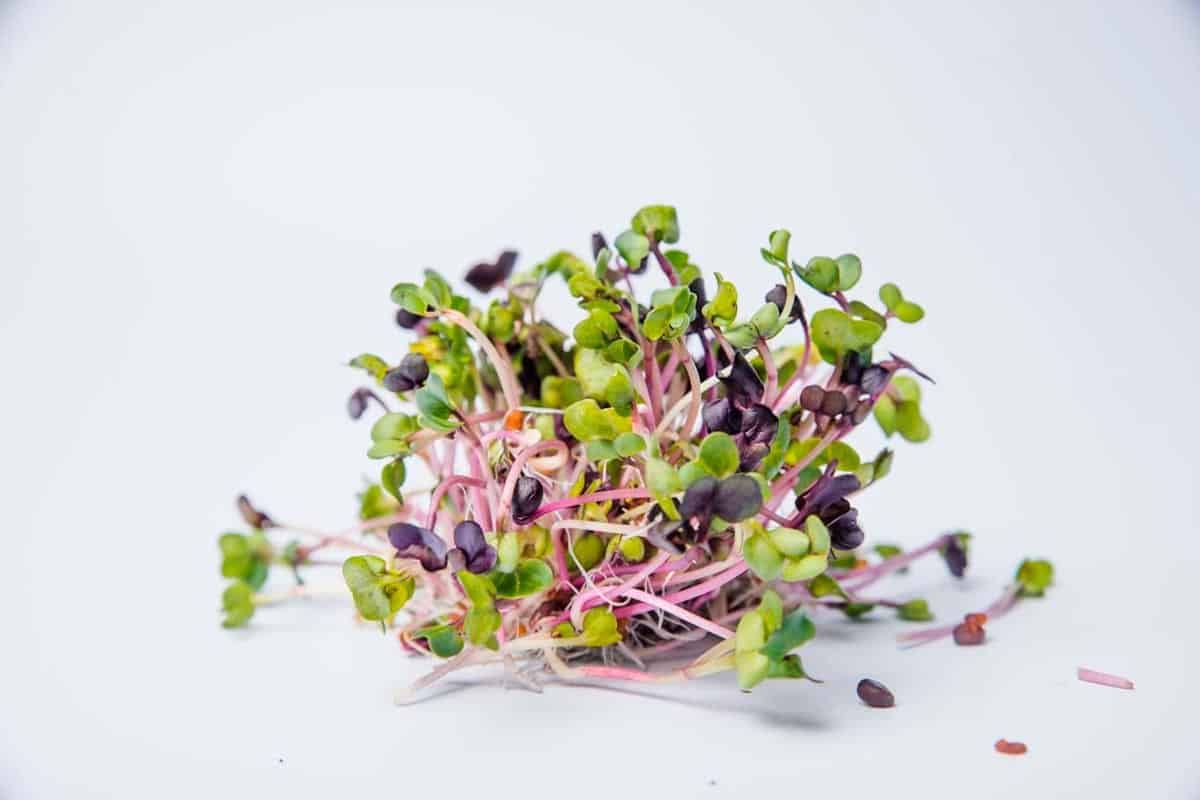 Radish microgreens