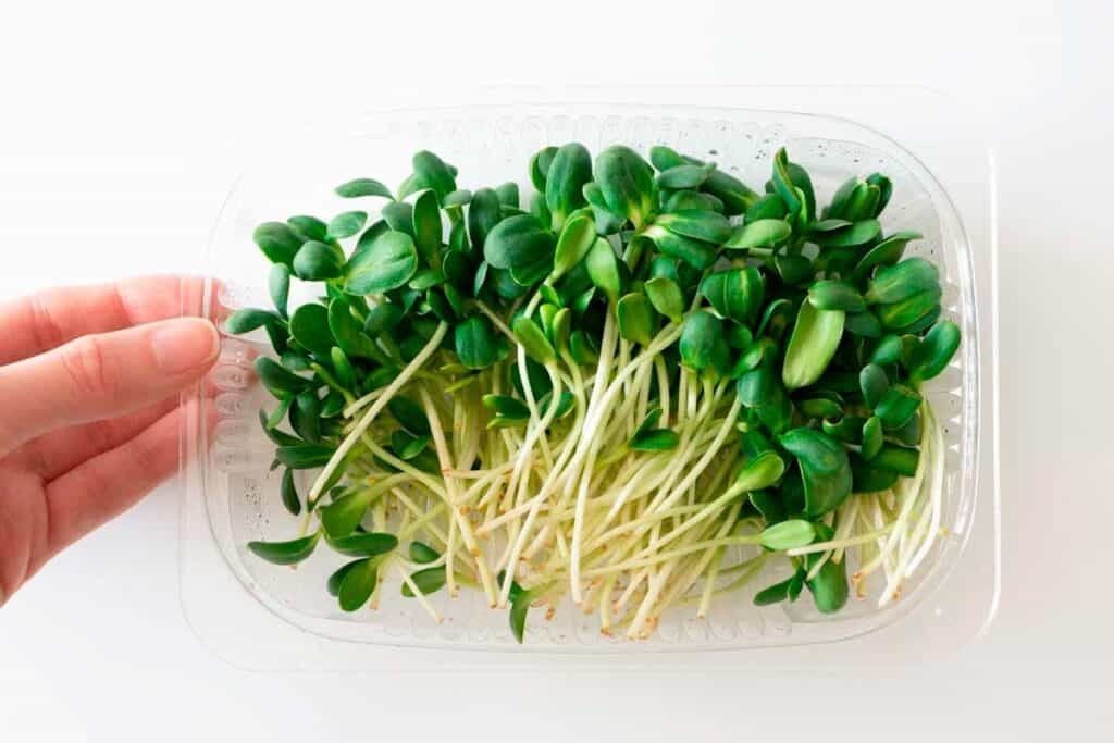 Sunflower microgreens in a plastic box
