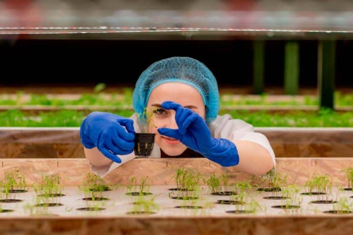 A lady growing microgreens hydroponically