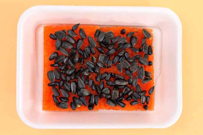 Seeds laying in a plastic container