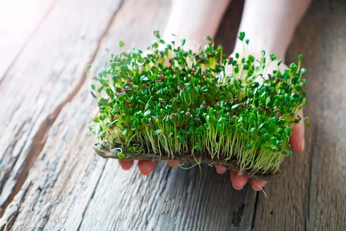 Hands holding flax microgreens