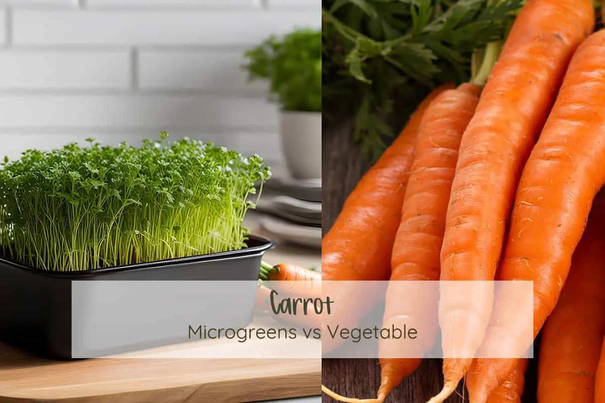 A collage image with carrot microgreens and carrot vegetable